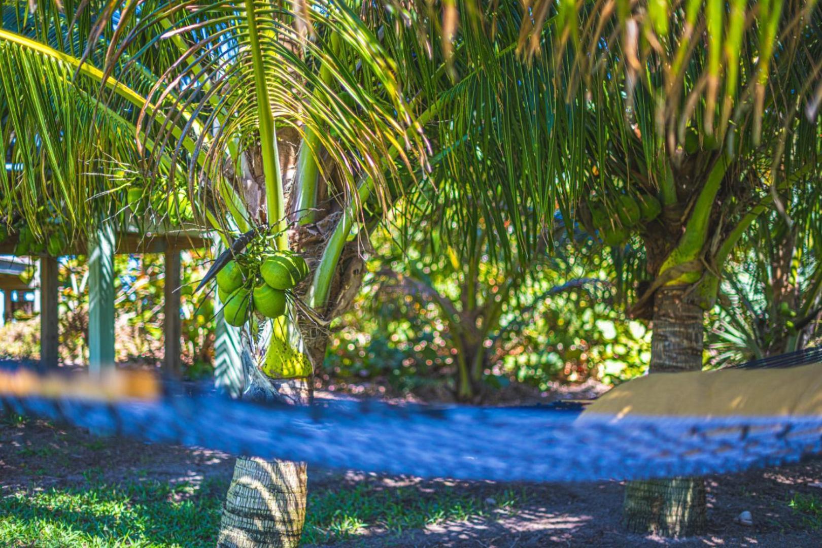 Tranquility Seahorse Suite - Oceanfront Paradise! Melbourne Beach Εξωτερικό φωτογραφία